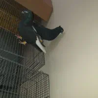 اشعل سیاه|پرنده|بندر امام خمینی, |دیوار