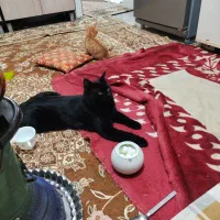 بچه گربه 2تا