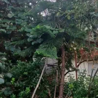 درخت مطبق بزرگ برای خانه های ویلایی و گلخانه ها