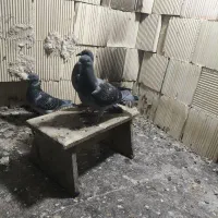 ۲ عدد جوجه پلاکی|پرنده|امیدیه, |دیوار