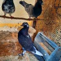 کبوتر گمشده|پرنده|نمین, |دیوار