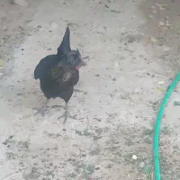 مرغ محلی ۶۰۰ تومن تخم گذار  بالغ