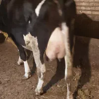 گاو شیری جوان درجه یک  گوساله ندارد|حیوانات مزرعه|سراب, |دیوار