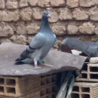 جوجه کبوتر پلاکی