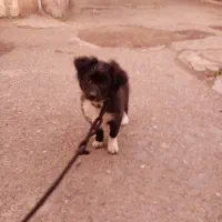 توله سگ فقط 2ماه دا ه|سگ|رشت, سلیمانداراب|دیوار