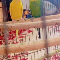 مرغ عشق هلندی|پرنده|اندیمشک, |دیوار