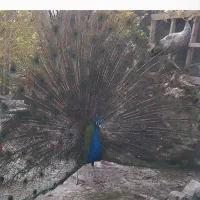 جوجه طاووس