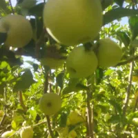 فروش سیب درجه یک طمع دارکامفیروز|حراج|شیراز, شاهچراغ|دیوار