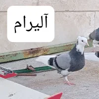 شازده و ابلغ سبز درخدمتم