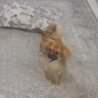 توله اشپیتز پامر