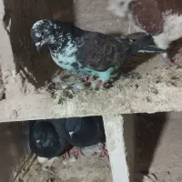 کبوتر پرشی