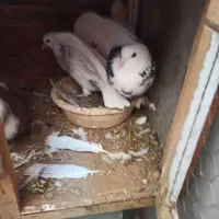 3تا کفتر دارم. به خاطر نداشتن. جا. میفروشمم