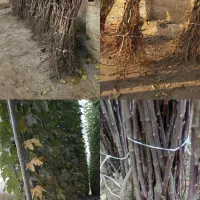 نهال های شناسنامه دار با کیفیت بالا