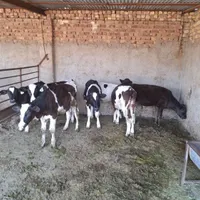 فروش ۷راس گوساله نر  وزن ۱۳۰الی ۱۴۰کیلو|حیوانات مزرعه|مرودشت, بیست متری بیمارستان|دیوار