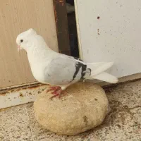 کبوتر دوکت یا پشت آبی نباتی یا و کاغذی همه روشن|پرنده|جم, |دیوار