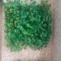 چمن آکواریوم 25 در25 پرتراکم