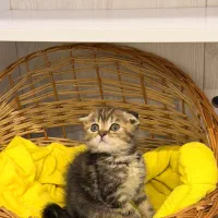 اسکاتیش فولد