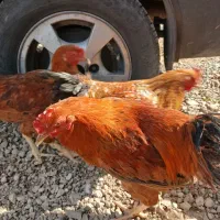 فروش مرغ وخروس گلپایگان|حیوانات مزرعه|پاکدشت, پاکدشت (مامازند)|دیوار