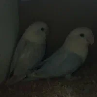 طوطی برزیلی نرو ماده