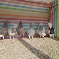 کبوترنامه بر|پرنده|کنگاور, |دیوار