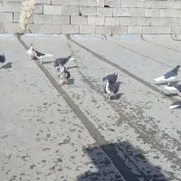 کفتر شهری|پرنده|شیراز, ویلاشهر|دیوار