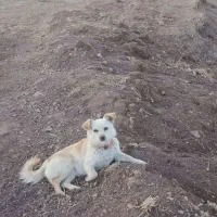 فروش پاکوتاه ماده پانیز خانوم