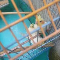 عروس لوتیتو خالص  تغذیه از پدر ومادر