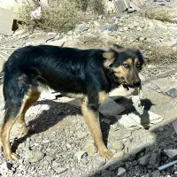 واگذاری سگ نر ژرمن