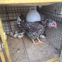 مرغ گلین با جوجه|حیوانات مزرعه|پاکدشت, پاکدشت (مامازند)|دیوار