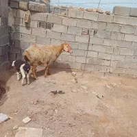 ۲راس میش بره دار اصل جنس