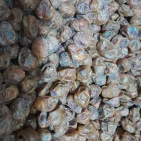 خوشمزه شیرین|حراج|سنندج, |دیوار