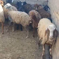 میش بزغاله نر