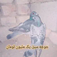 کبوترهای تروتمیز|پرنده|خاش, |دیوار