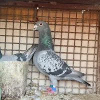 فروش کبوتر مسافتی پلاکی آلمانی مدرکدار