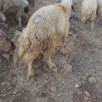 سلام یه عدد قوچ سه شیره سنجابی که حدود شصت سه|حیوانات مزرعه|روانسر, |دیوار