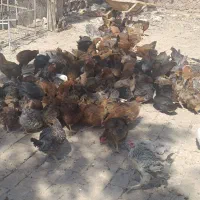 فروش50عدد مرغ تخم گذار محلی