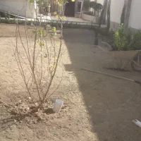 طراحی اجرا|خدمات باغبانی و درختکاری|هشتگرد, هشتگرد قدیم|دیوار