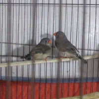 فنچ|پرنده|قزوین, |دیوار