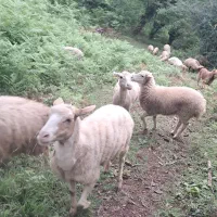 گوسفند جوان چاق و چله حدود ۴۰ کیلویی بز