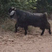 نربز تکه