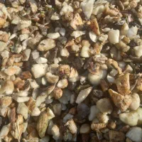 خوراک دام وطیور چغندر و سیب مخصوص گاو و گوسفند|لوازم جانبی حیوانات|رشت, توشیبا|دیوار