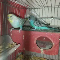 عروسی هلندی جفت و تک جفت مرغ عشق معاوضه دارم|پرنده|مشهد, شهید بهشتی|دیوار