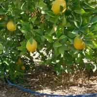 باغ ثمری|فروش زمین و ملک کلنگی|باشت, |دیوار