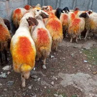 گوسفند آبستن|حیوانات مزرعه|مهران (ایلام), |دیوار