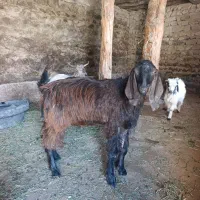 بزغاله عراقی|حیوانات مزرعه|اهر, |دیوار