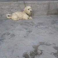 سگ پاکوتاه پشمالو