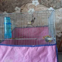 سهره دو ساله تازه صاف