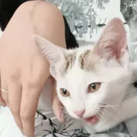 فروش گربه