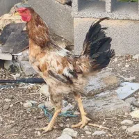 2 عدد خروس محلی