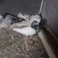 کفتر